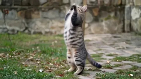 Dancing Cat