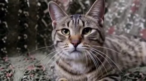 Funny Cat Moment