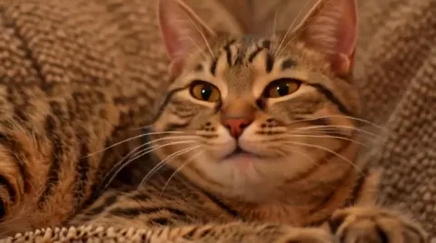 Cat Tells a Story