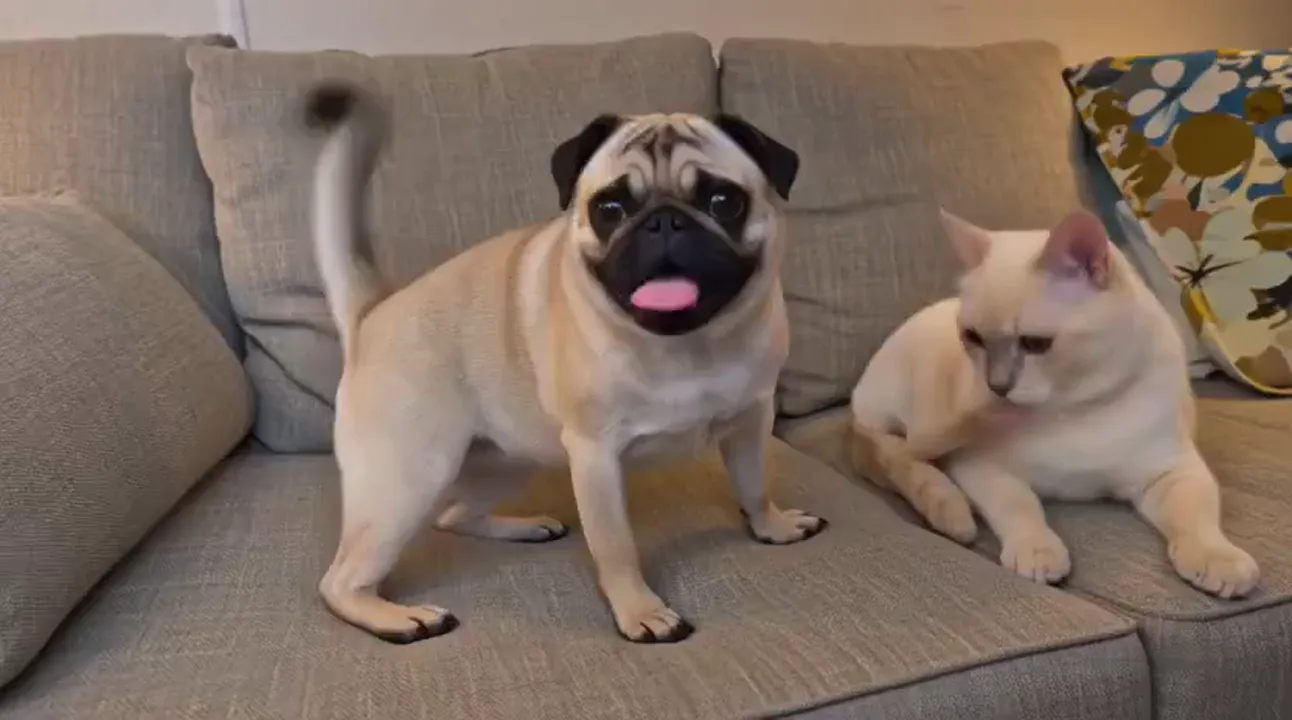 Dog & Cat Comedy Duo